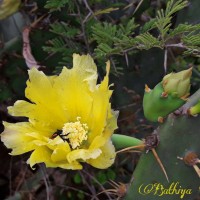 Opuntia dillenii (Ker Gawl.) Haw.